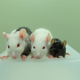 The three best friends that anyone could have (Image: Tomoyuki Yamaguchi)